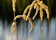 DSC_0892_DxO